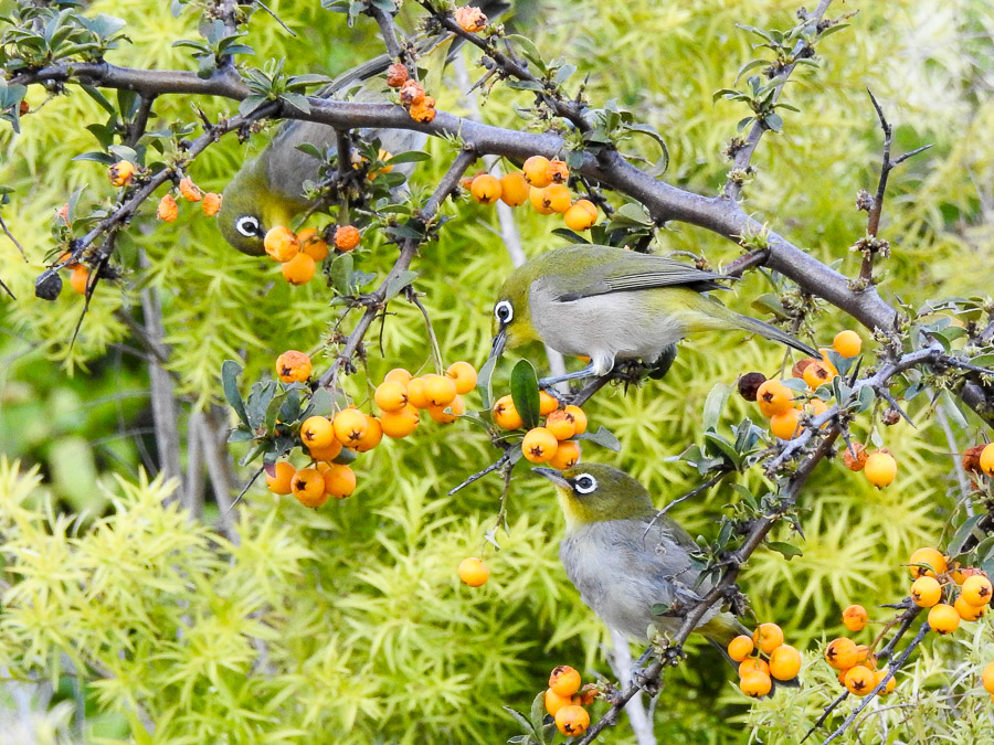 Environmental Perceptions South Africa 