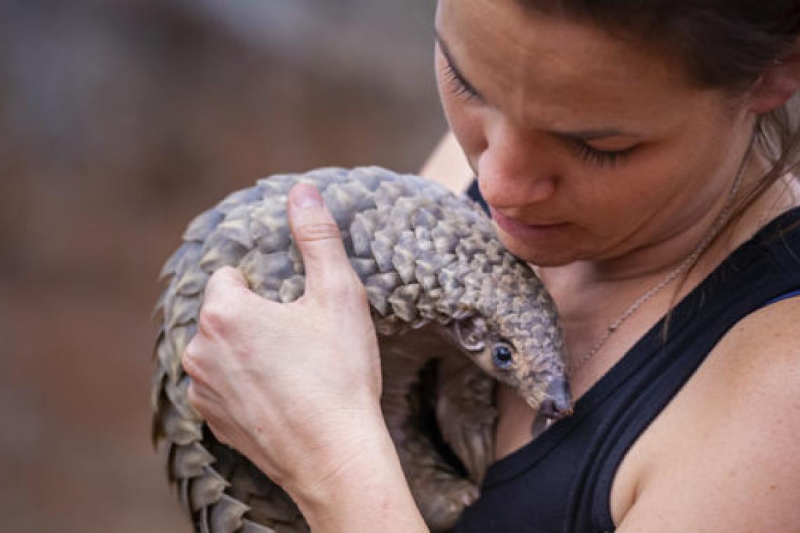 Pangolins in Peril - Will they go extinct before most know they exist?