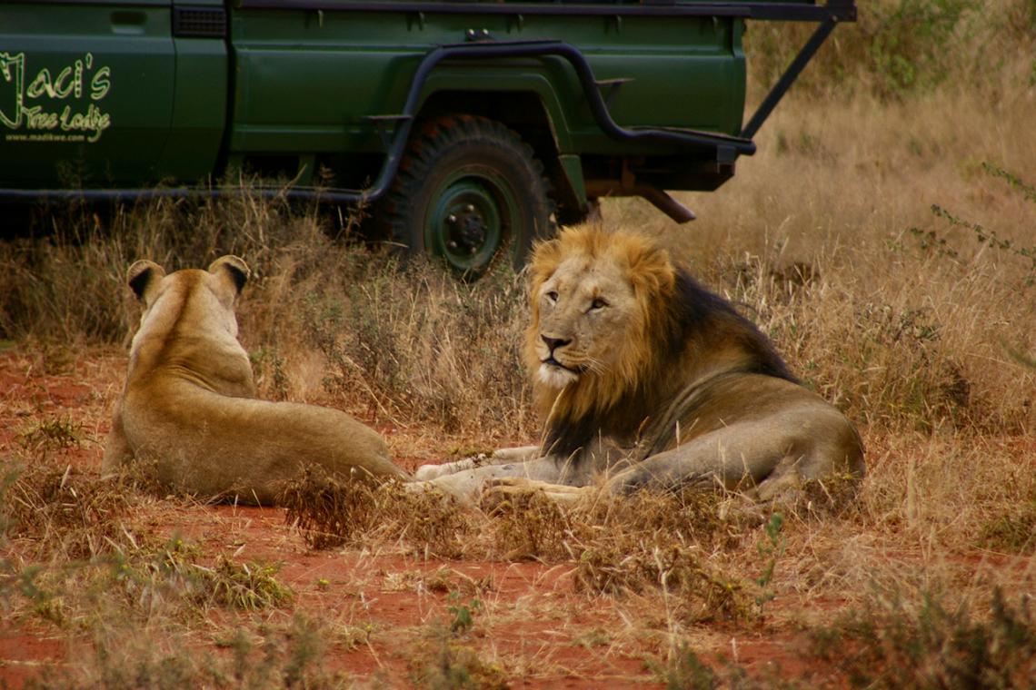 Wildlife conservation is growing Africa's economy