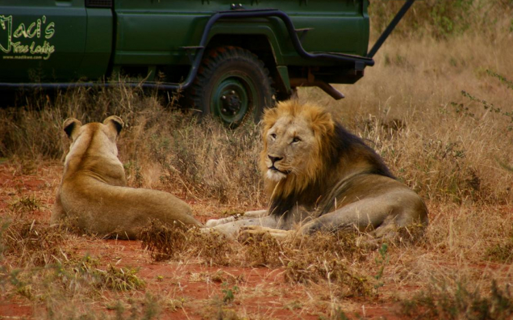 Wildlife conservation is growing Africa's economy