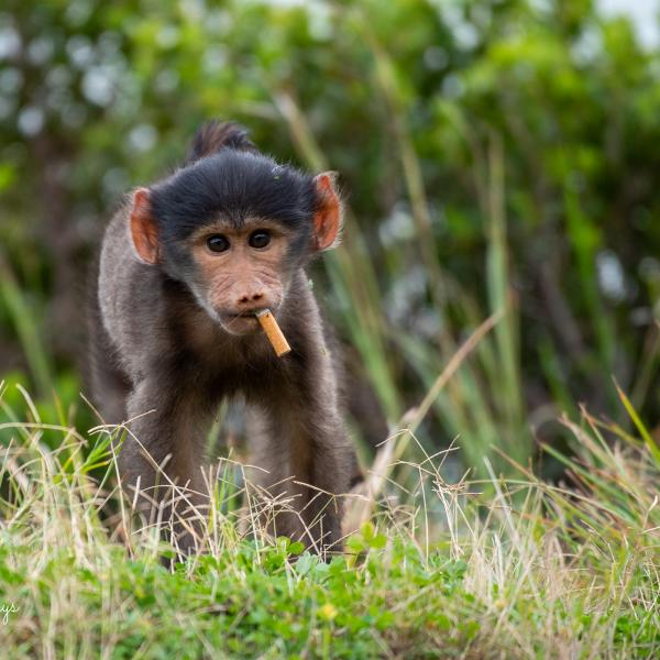 Environmental impact on wildlife and health